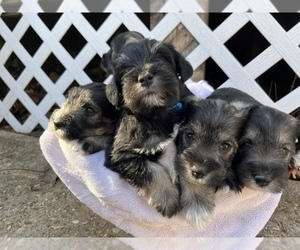 Schnauzer (Miniature) Puppy for sale in HARRISON, AR, USA