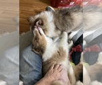 Small #5 Shetland Sheepdog