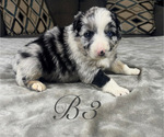 Small Photo #20 Australian Shepherd Puppy For Sale in SALISBURY, NC, USA