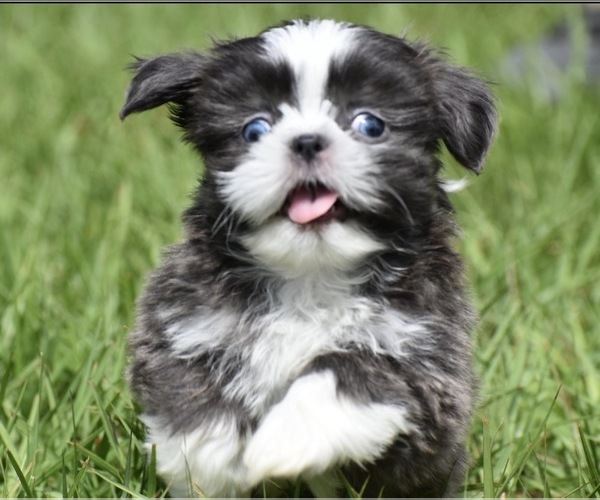 Medium Photo #3 Shih Tzu Puppy For Sale in PALM COAST, FL, USA
