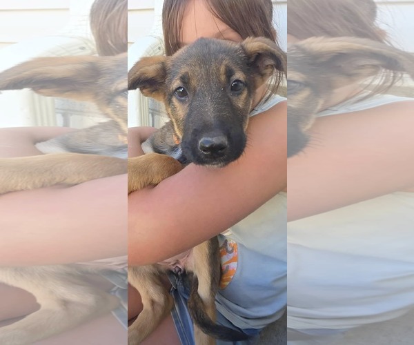 Medium Photo #2 German Shepherd Dog Puppy For Sale in MIDWAY, UT, USA