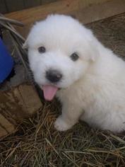 Great Pyrenees Puppy for sale in HARRISON, OH, USA