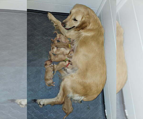 Medium Photo #1 Golden Retriever Puppy For Sale in VERONA, MO, USA