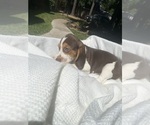 Small #4 Beagle