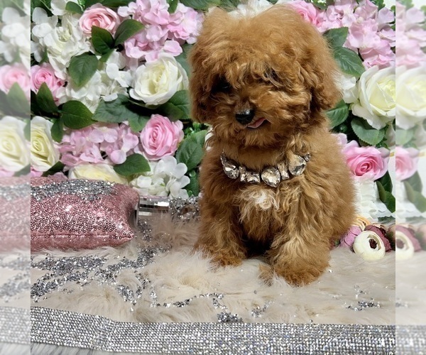 Medium Photo #3 Poodle (Toy) Puppy For Sale in HAYWARD, CA, USA