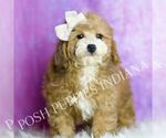Small #2 Poodle (Toy)