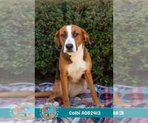 American Foxhound-Unknown Mix Dogs for adoption in Mobile, AL, USA