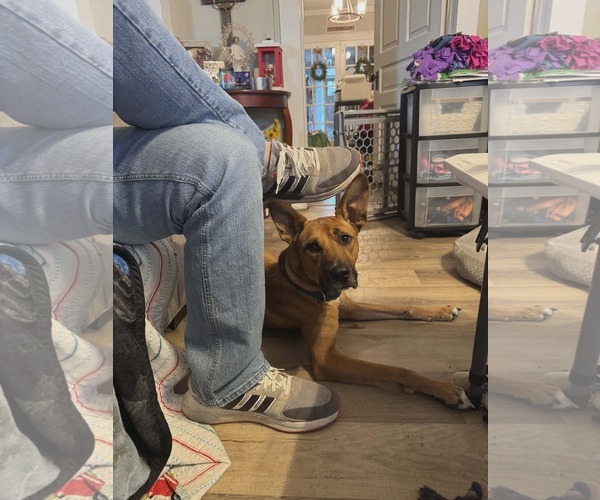 Medium Photo #7 Mutt Puppy For Sale in Holly Springs, NC, USA