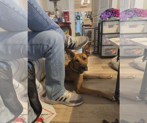 June - Female Mutt Dog for Adoption - Photo #7