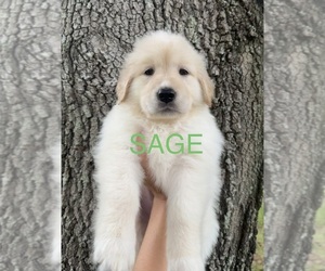 Golden Pyrenees Puppy for sale in NAPLES, FL, USA