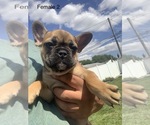 Small Photo #5 French Bulldog Puppy For Sale in FRASER, MI, USA