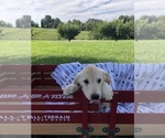 Small Photo #4 Golden Retriever Puppy For Sale in AUSTIN, KY, USA