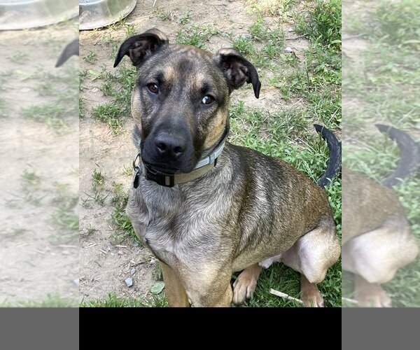 Medium Photo #5 German Shepherd Dog-Unknown Mix Puppy For Sale in Brewster, NY, USA