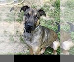 Small #4 German Shepherd Dog Mix