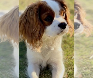 Cavalier King Charles Spaniel Puppy for sale in RESEDA, CA, USA