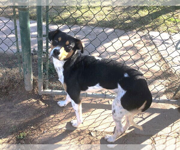 Medium Photo #3 Rat Terrier-Unknown Mix Puppy For Sale in phoenix, AZ, USA