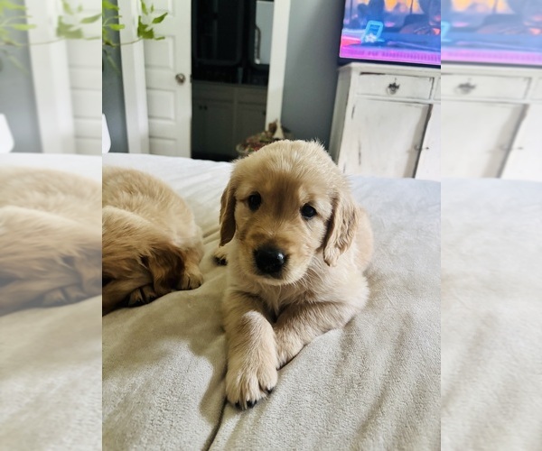 Medium Photo #4 Golden Retriever Puppy For Sale in HAMPSTEAD, NC, USA