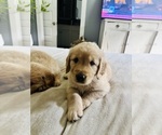 Small #3 Golden Retriever
