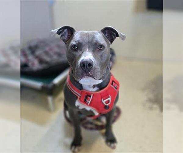 Medium Photo #2 American Pit Bull Terrier Puppy For Sale in Center Township, PA, USA