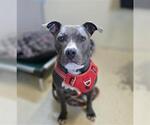 Small #1 American Pit Bull Terrier