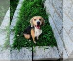 Small #1 Beagle