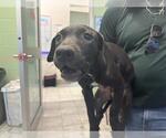 DAPHNE - Female American Pit Bull Terrier-Unknown Mix Dog for Adoption - Small photo