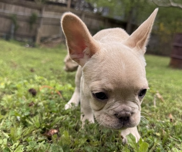 Medium Photo #2 French Bulldog Puppy For Sale in SUGAR HILL, GA, USA