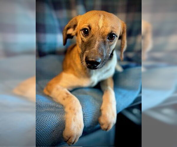 Medium Photo #1 Chihuahua-Unknown Mix Puppy For Sale in Pleasanton, TX, USA