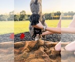 Small Photo #11 Labrador Retriever Puppy For Sale in GREENWOOD, SC, USA