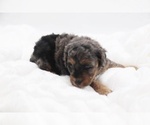 Small #60 Cockapoo