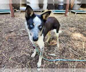 Mutt Dogs for adoption in Paso Robles, CA, USA