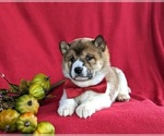 Small Photo #5 Shiba Inu Puppy For Sale in PEACH BOTTOM, PA, USA