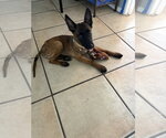 Small #1 Mutt