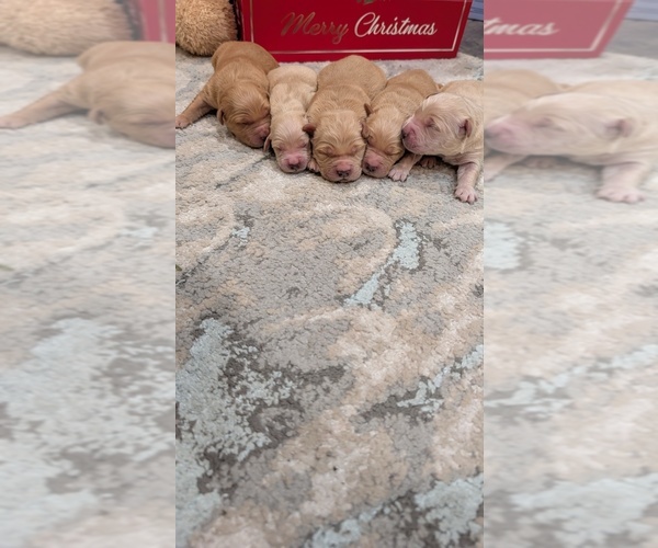 Medium Photo #7 Golden Retriever Puppy For Sale in ELVERTA, CA, USA