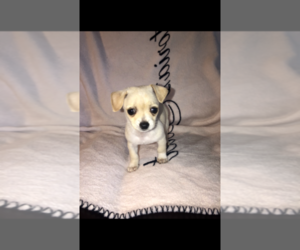Chi-Chi-Pomeranian Mix Puppy for sale in EVERETT, WA, USA