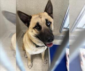 German Shepherd Dog Dogs for adoption in Tracy, CA, USA