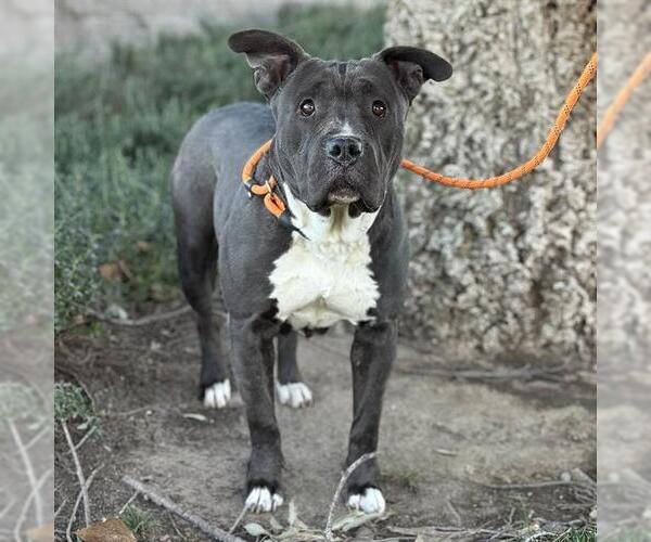 Medium Photo #1 Mutt Puppy For Sale in Modesto, CA, USA