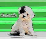 Small Photo #1 Havanese-Maltipoo Mix Puppy For Sale in SAN DIEGO, CA, USA