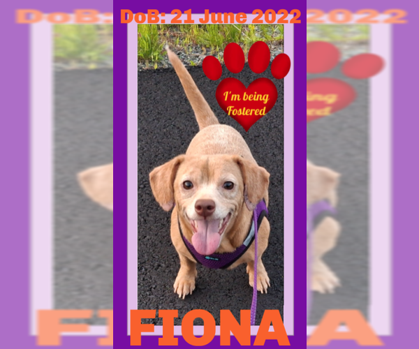 Medium Photo #2 Dachshund-Unknown Mix Puppy For Sale in Sebec, ME, USA