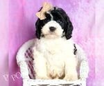 Small #5 Cavapoo (Miniature)