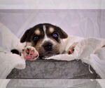 Small #7 Siberian Husky Mix