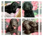 Small Photo #4 Goldendoodle Puppy For Sale in MADISONVILLE, TN, USA