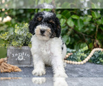 Small Photo #9 Poodle (Miniature) Puppy For Sale in WOLCOTTVILLE, IN, USA