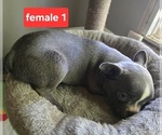 Small #5 Faux Frenchbo Bulldog