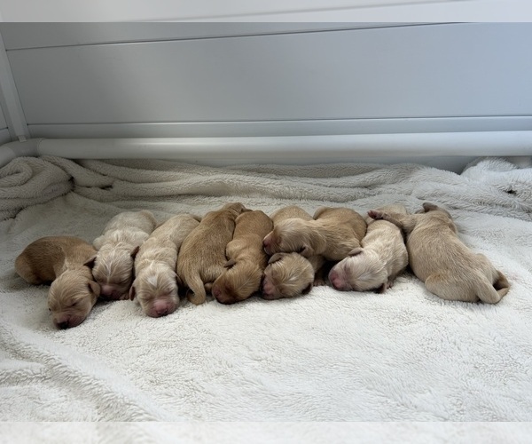 Medium Photo #1 Golden Retriever Puppy For Sale in ASHLAND, OH, USA