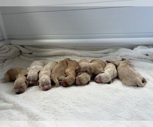 Golden Retriever Litter for sale in ASHLAND, OH, USA