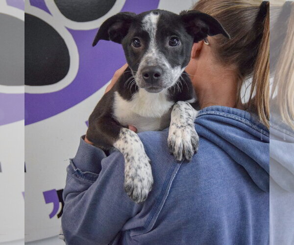 Medium Photo #4 Border Collie-Unknown Mix Puppy For Sale in Huntley, IL, USA