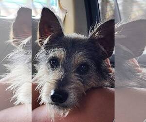 Border Terrier-Miniature Schnauzer Mix Dogs for adoption in Oakhurst, NJ, USA