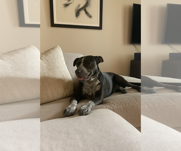 Medium Photo #10 Mutt Puppy For Sale in FRAMINGHAM, MA, USA