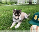 Small Photo #9 Alaskan Klee Kai Puppy For Sale in WILLIAMSBURG, OH, USA